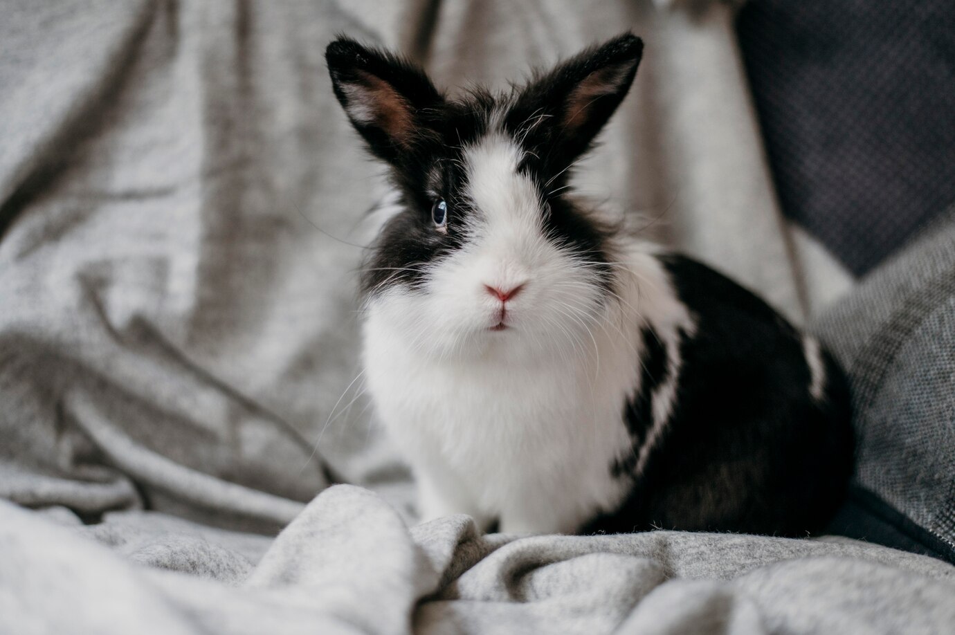 飼いやすくてお金のかからないペットは？注意点もあわせて紹介